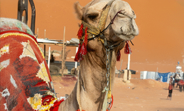 فندق كراون بلازا الرياض بالاس |4* | عطلات السعودية